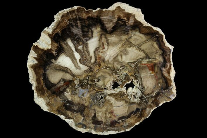 Petrified Black Ash (Fraxinus) Round - McDermitt, Oregon #124243